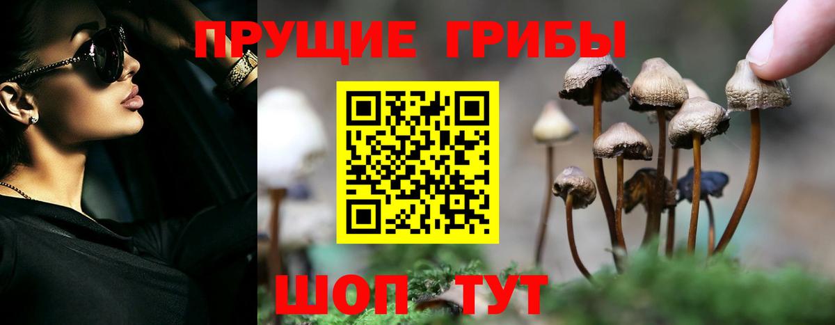 Псилоцибиновые грибы Cubensis Тольятти